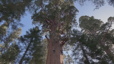 Scientists scale largest tree for 'health checkup'