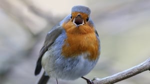 Dawn Chorus Sunday 5 May 2024