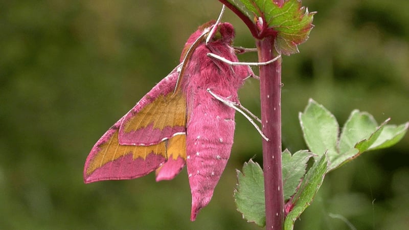 Naturefile - Elephant Hawk Moth