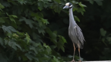 Birdwatchers flock to Mayo after rare heron is spotted