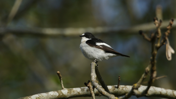 A beautiful male Pied Flycatcher, Ficedula hypoleuca, perching on a branch in a tree. Photo: Getty Images