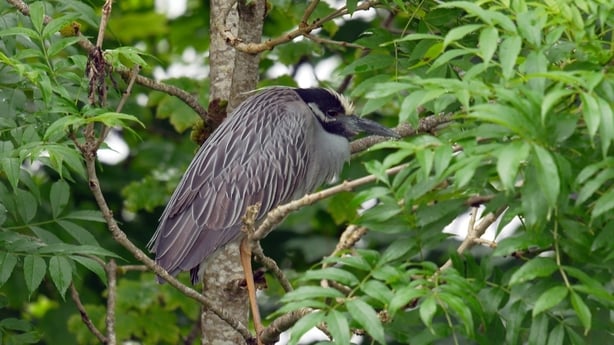 Heron