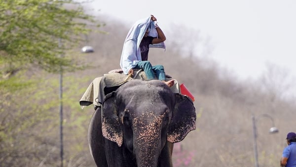 A mahout rides his elephant along a street on a hot summer day in Jaipur