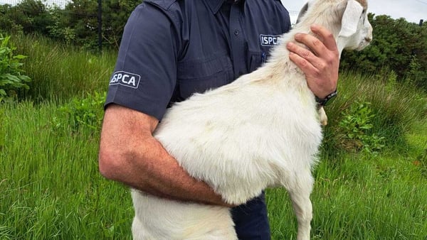 ISPCA Superintendent Inspector Kevin McGinley said the female goat had a fractured hind leg