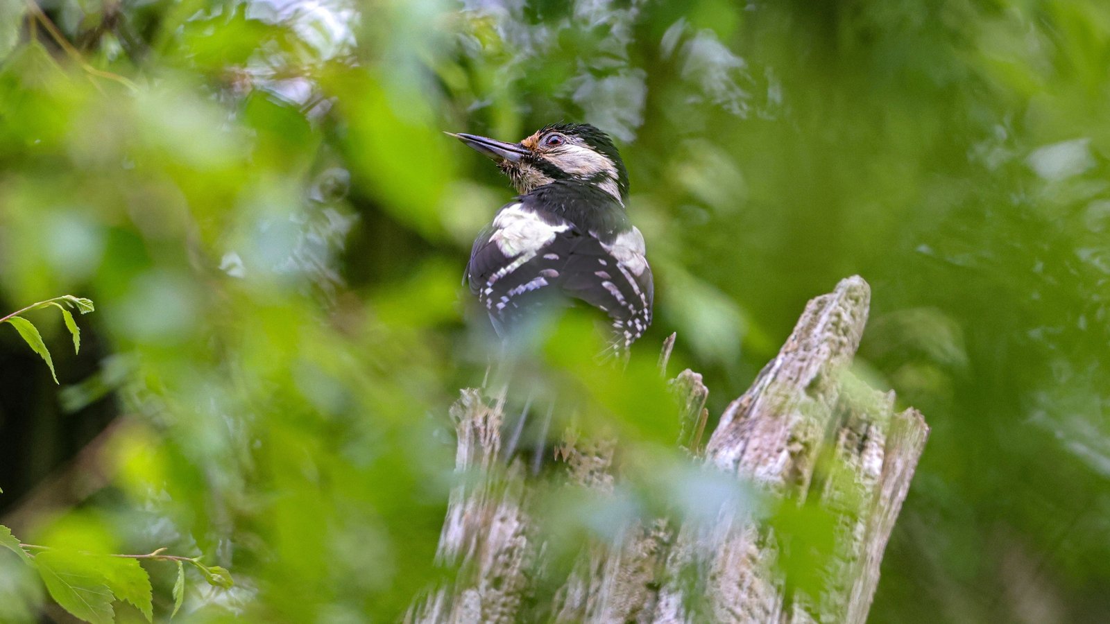 Woodpeckers spotted in core woodland of Killarney park