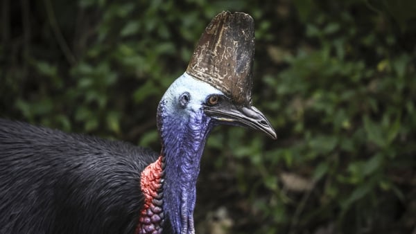The Australian government lists the the cassowary as endangered
