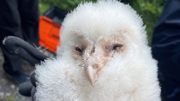 One of the younger barn owl chicks from last year's brood, born at David Sandford's wildlife-friendly farm, near Strangford