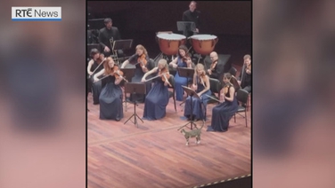 Cat wanders on Istanbul stage during orchestra performance