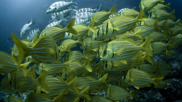 Saltwater tropical snapper fish swimming in the sea in Costa Rica