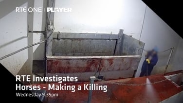 RTÉ Investigates: Horses - 'Making a Killing'