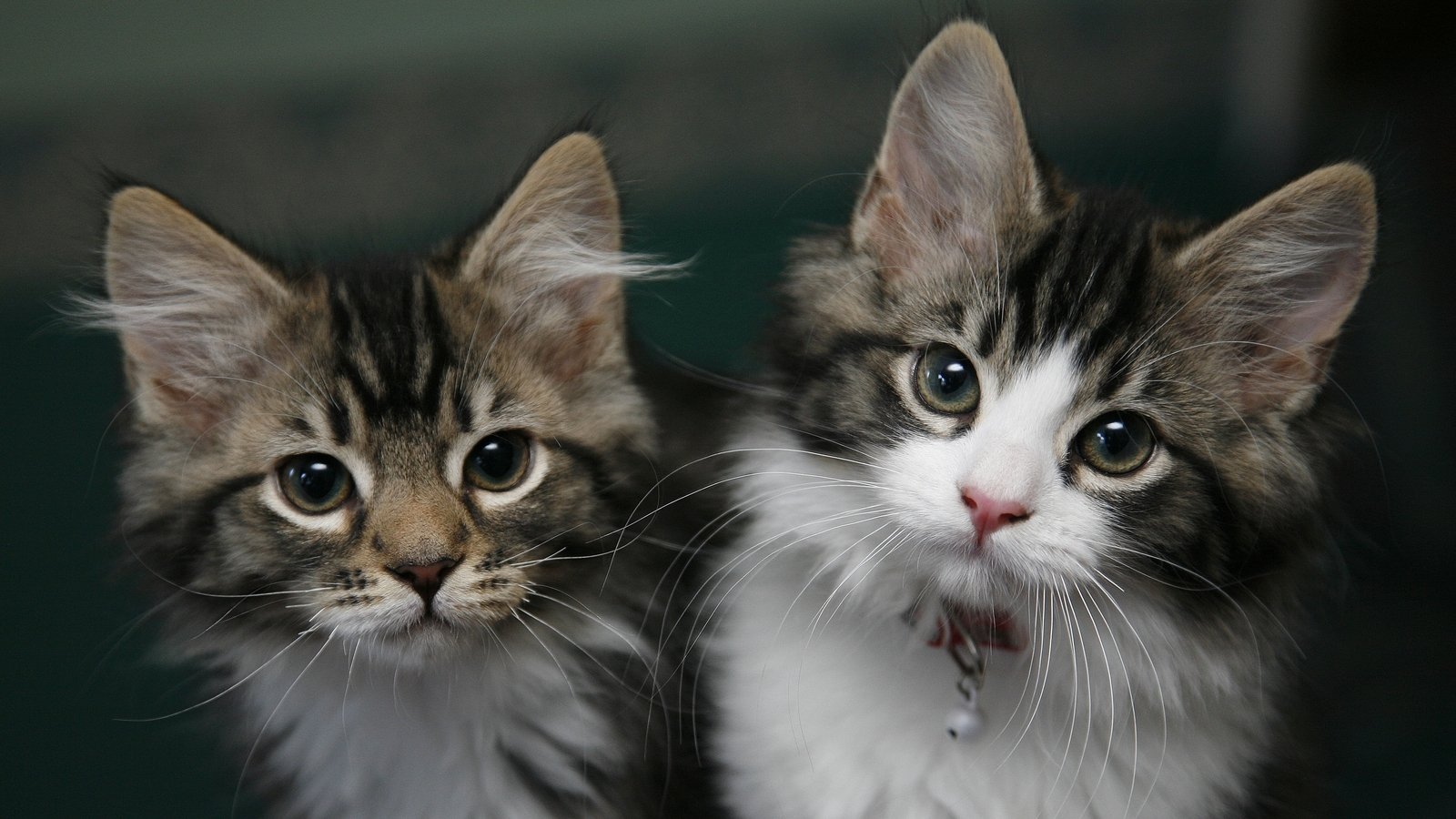 Stormont urged to make microchipping cats the law