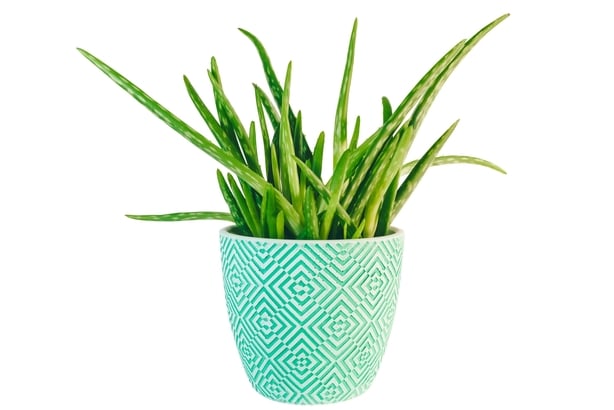 Aloe vera plant