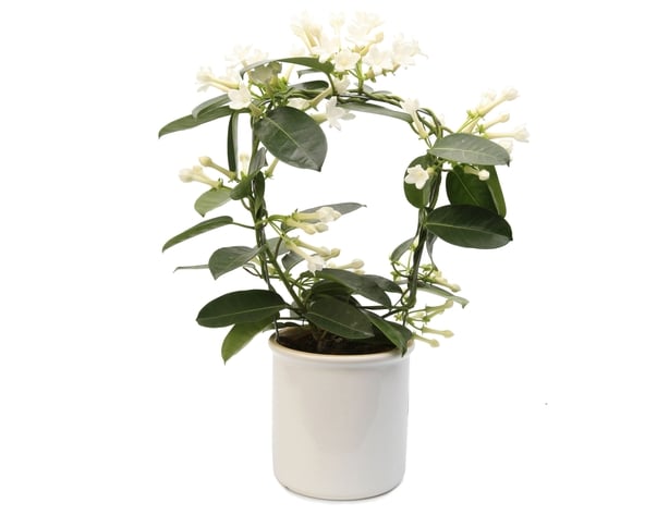 Jasmine plant