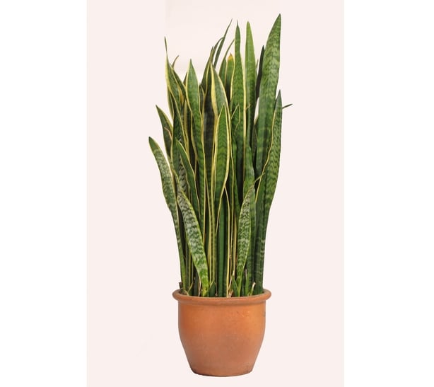 Snake plant