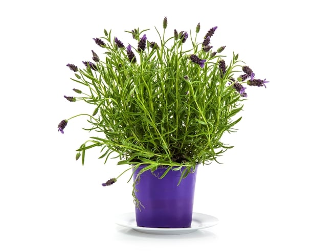 Lavender plant