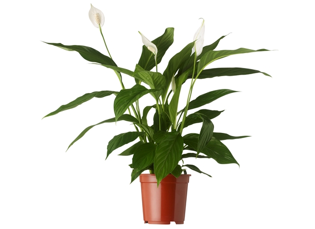 Peace Lily plant