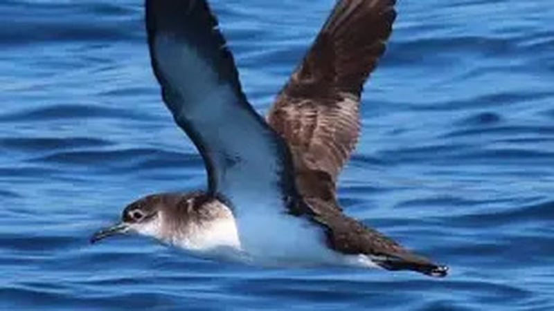 Naturefile - Manx shearwater Birds