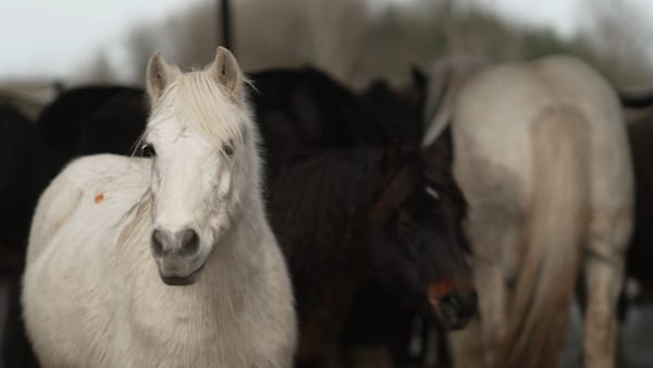 RTÉ Investigates: Horses - Making a Killing