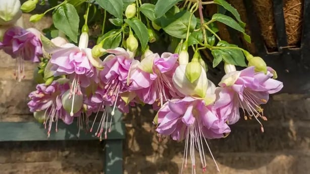 Trailing fuchsias bring perfection to hanging baskets (Alamy/PA)