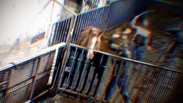 RTÉ Investigates: Significant horse abuse exposed at key site by secret RTÉ filming
