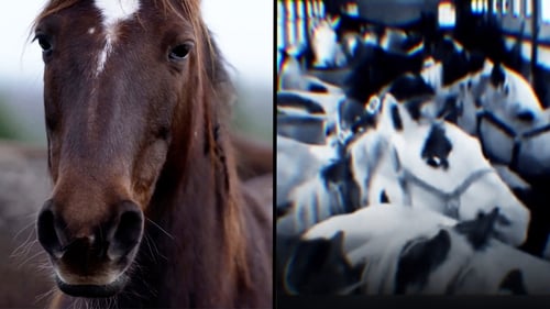 RTÉ Investigates: 'Horses, Making a Killing' included evidence that horses were being given new identities to enter the food chain.