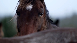 Department of Agriculture & Horse Racing Ireland appear at PAC