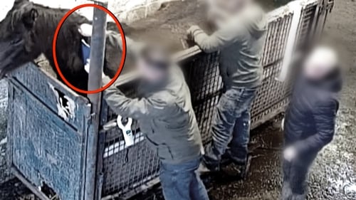 Before a horse is sent for slaughter a worker holds a blue horse passport booklet, which aligns to a microchip number