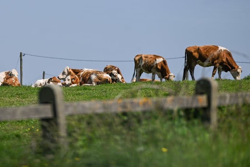 Why are beef prices going up?