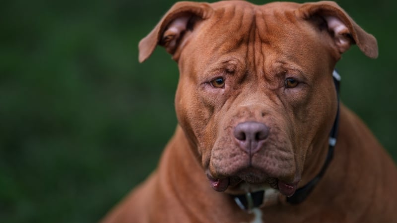 Government to ban XL Bully dogs