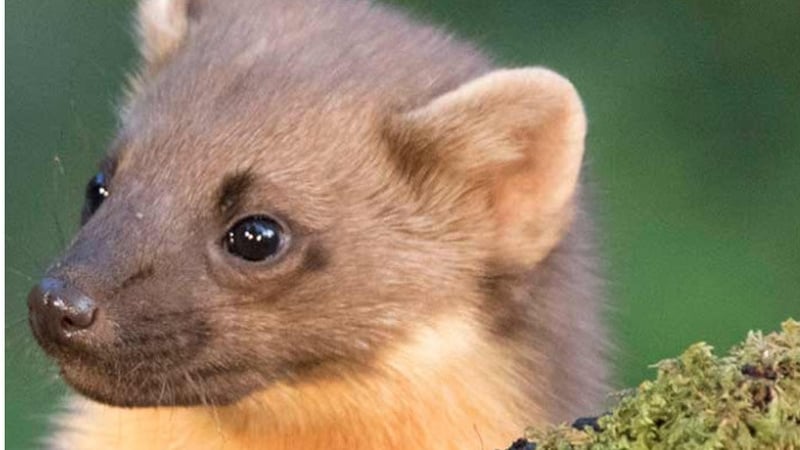 Keeping Track Of Ireland’s Squirrels And Pine Martens... And You Can Help!