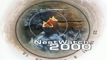 NESTWATCH 2000 WEBSITE