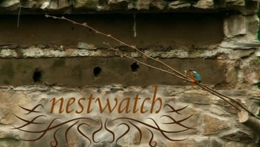 Nestwatch 2006