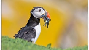 The Puffins 