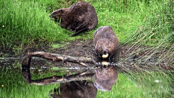 A beaver eats a potato by the bank of pond near Doune, Perthshire, Scotland