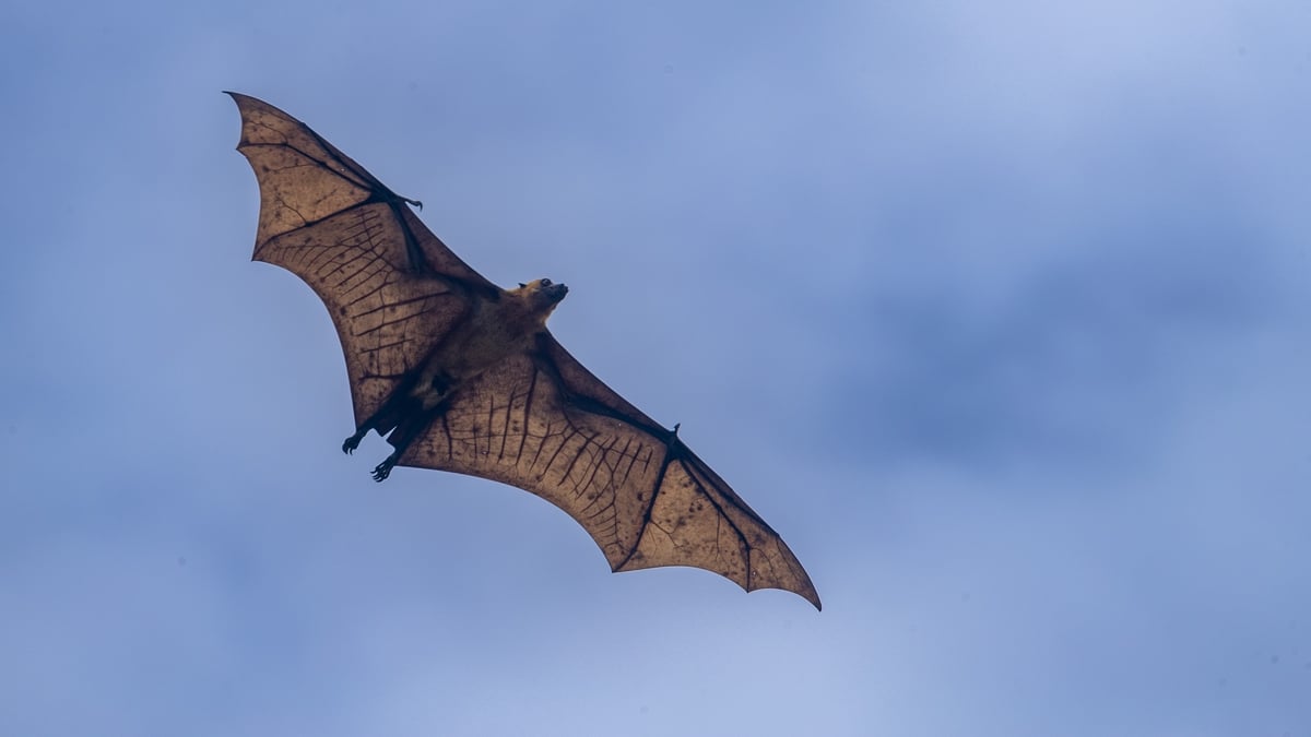 What should you do if you have bats in your house? | Oliver Callan ...