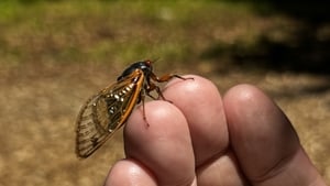 Cicada Safari | Culture File