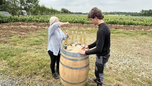 More than 11,000 vines are growing in this small commercial operation, some of which were first planted nine years ago