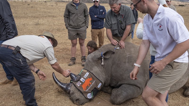 Radioactive Rhino Horns To Curb Poaching In South Africa