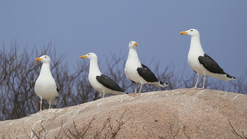 Naturefile - Gulls