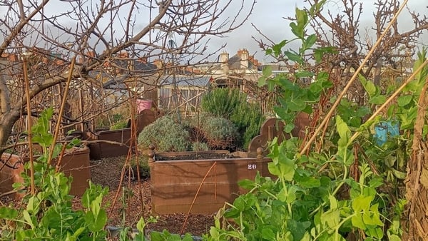 'Our relationships with gardens are deeply multifaceted and personal.' Photo: Mud Island Community Garden Dublin