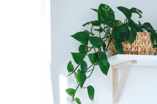 A verdant trailing Pothos will lend greenery to a forgotten corner (Alamy/PA)