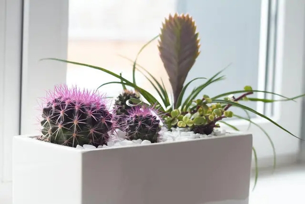 Trendy cacti can be left to fend for themselves, and a bright position will make it bloom (Alamy/PA)