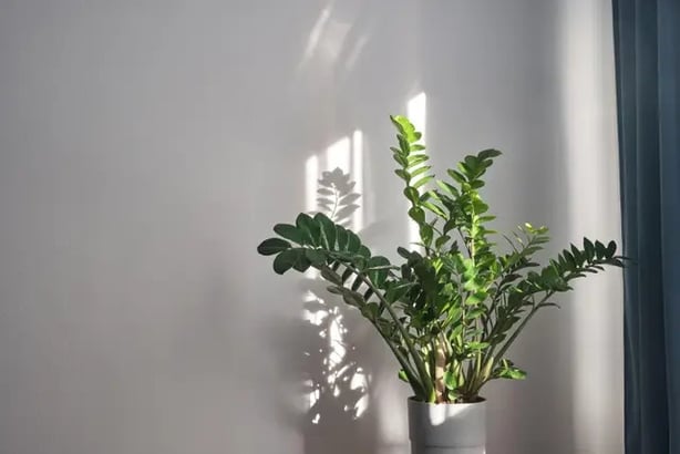 A ZZ indoor tropical plant can go for months without water (Alamy/PA)