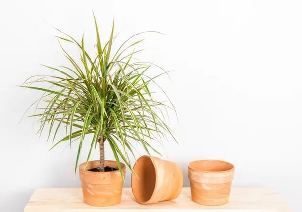 With its spiky, red-edged leaves, a dragon tree makes a great addition to any collection of indoor plants (Alamy/PA)