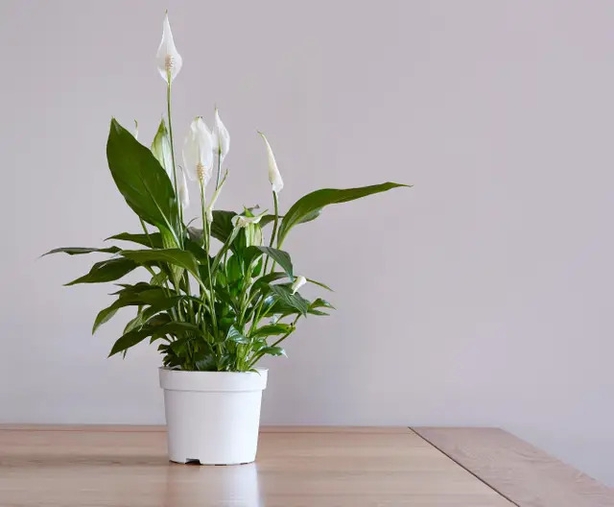 A pretty peace lily helps purify the air and loves low light (Alamy/PA)