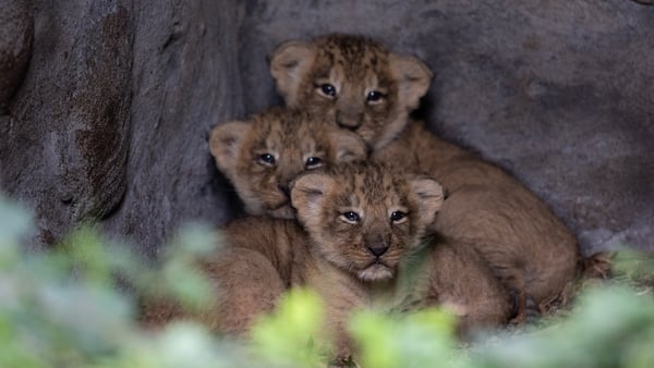 The cubs - all male - are the first to be born at Fota Wildlife Park since 2019