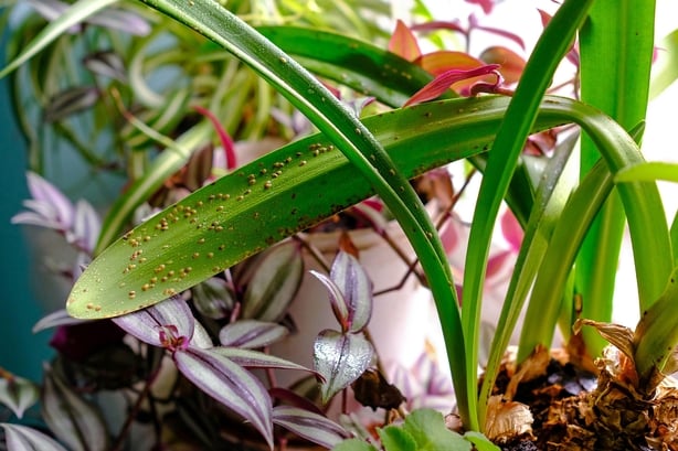 Houseplant with a pest infestation