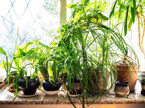 Various green houseplants on window sill