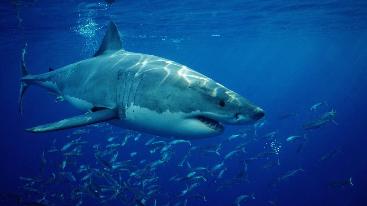 Is the Great White Shark in Irish waters?