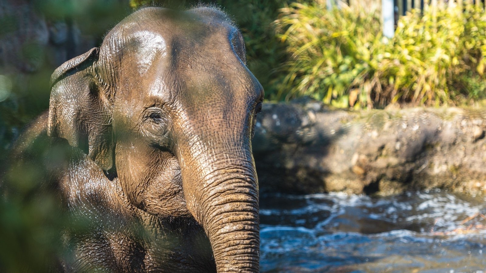 Third elephant tests positive for virus at Dublin Zoo